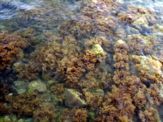 Fototapeta na wymiar Pebbles, rocks, seaweed on the sea floor through clear water in shallow water.