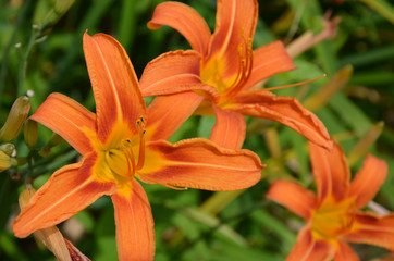 daylily beautiful orange flowers in the flowerbed 
on a sunny summer day