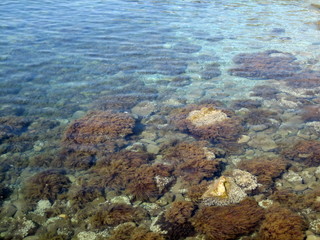 Pebbles, rocks, seaweed on the sea floor through clear water in shallow water.