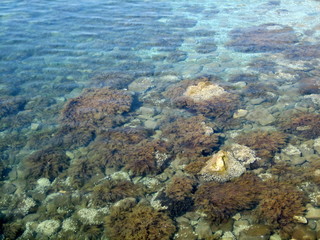Pebbles, rocks, seaweed on the sea floor through clear water in shallow water.