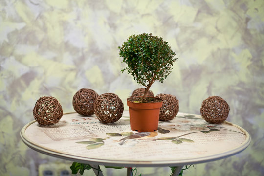 delicate flowers in a romantic composition for relaxation and relaxation