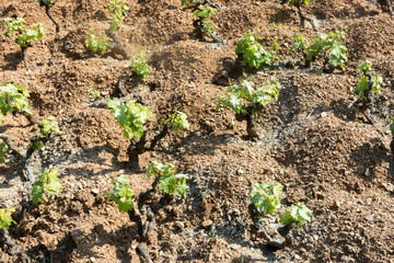 vineyard on the island of Elba on Tuscan archipelago, Tuscany, Italy
