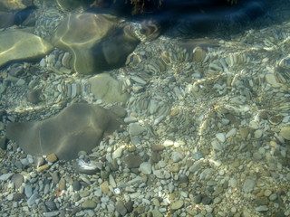 Pebbles, rocks, seaweed on the sea floor through clear water in shallow water.