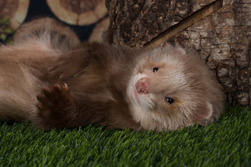 ferret puppy playing outdoors on a summer day