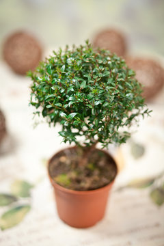 delicate flowers in a romantic composition for relaxation and relaxation