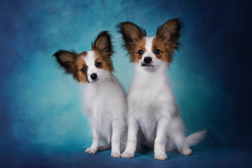 papillon puppies on a blue isolated background