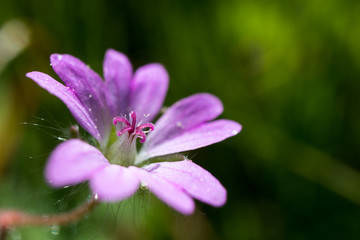 Fototapeta premium beautiful lilac flower on the island of Elba on Tuscan archipelago, Tuscany, Italy