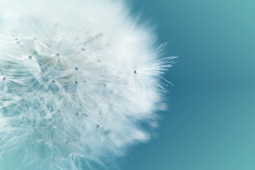 dandelion at blue background. Freedom to Wish. Dandelion silhouette fluffy flower on sky. Seed macro closeup. Soft focus. Goodbye Summer. Hope and dreaming concept. Fragility. Springtime.