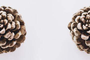 2 pine cone on the white background