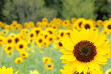 日本のヒマワリ