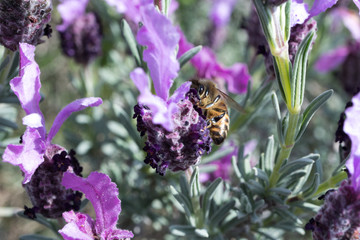 fragrant wild lavender. Stoechas lavender (Lavandula stoechas) on the island of Elba on Tuscan archipelago, Tuscany, Italy