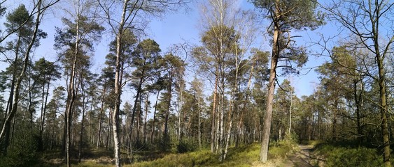 Fototapeta na wymiar Mixed forest with birch trees, fir trees, spruce trees panoramic view in Luneburg Heath, Germany