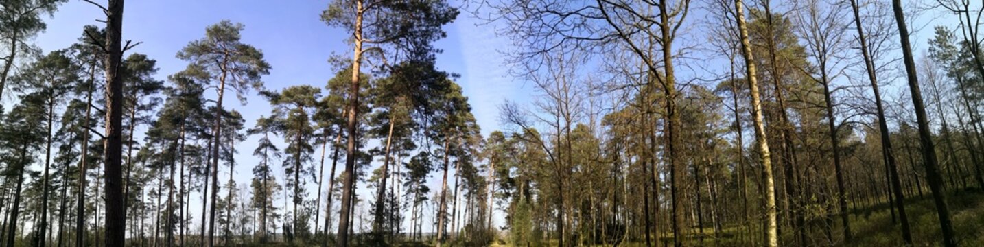 Mixed forest with birch trees, fir trees, spruce trees panoramic view in Luneburg Heath, Germany © fotofox33