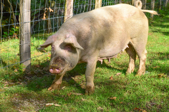 pig in a farm