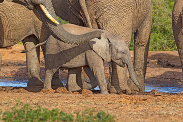 Fototapeta premium Baby elephant at waterhole