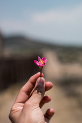 pink flower in hand