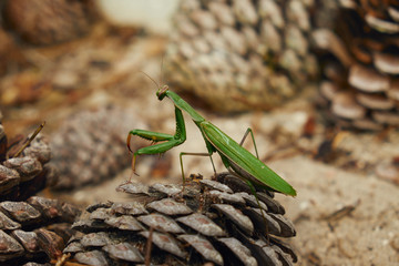 green praying mantis