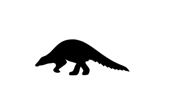 Walking pangolin, animation on the white background