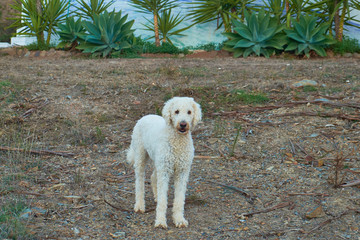 Labradoodle in front of palmes trees