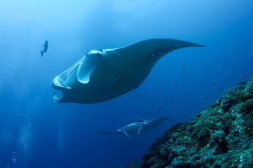The giant oceanic manta ray (Mobula birostris)
