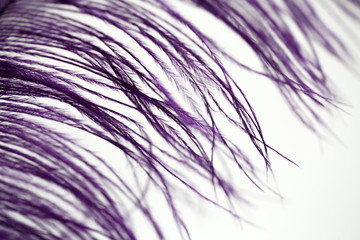 
photo feather of a bird of violet color for a background