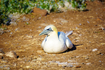 Gannet birds in the Bonaventure Island