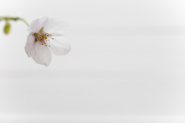 桜の花　白い木目調の背景