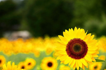 日本のヒマワリ