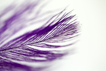 
photo feather of a bird of violet color for a background