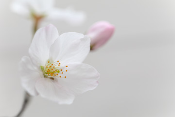桜の花　白い木目調の背景