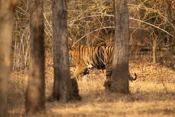 Tiger cub moving indside the forest, Tadoba Andhari Tiger Reserve, India