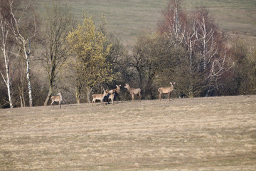 Stag deer with growing antler to rest on the grass in spring 