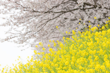 桜の花と菜の花