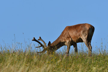 Portrait of deer head with growing antlers in spring on green pasture