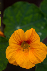 close-up of the yellow blossom of a nasturtium