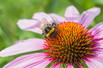 A bee on a blossom of coneflowers (echinacea) in pink, yellow and orange