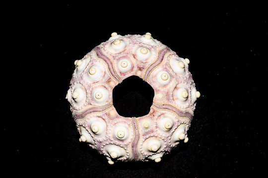 sea shell on black background