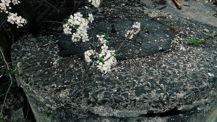 flowering tree on the background of ruins