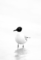 A highkey image of Black-headed gull  at Busaiteen coast, Bahrain