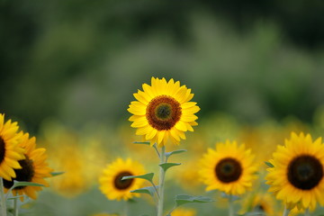 Fototapeta premium 日本のヒマワリ
