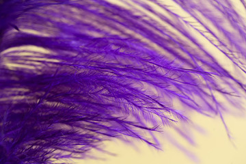 
photo feather of a bird of violet color for a background