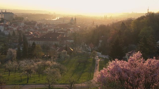 Scenic view of Prague tiled roofs during sunrise in spring. Towers of St Vitus and St. Nicholas church seen from Petrin hill viewpoint. Romantic golden sun glow in morning and blooming trees in a park