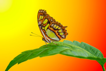 Closeup beautiful butterfly in a summer garden