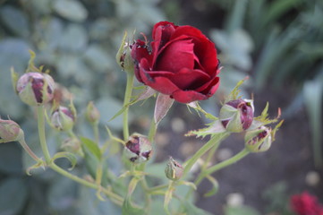 red rose flowers in the garden