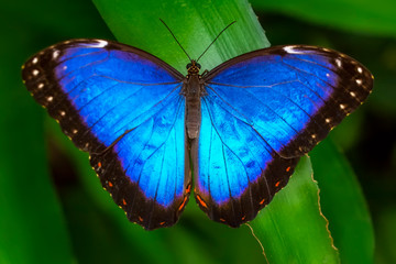 Closeup beautiful butterfly in a summer garden