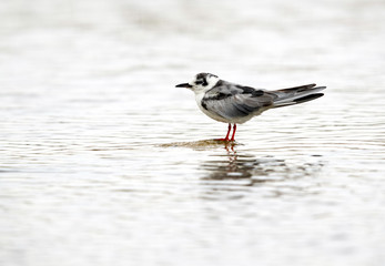 White-winged black tern at Asker marsh, Bahrain