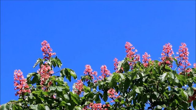 red horse chestnut tree against blue sky, Aesculus carnea
