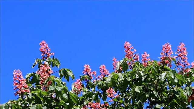 red horse chestnut tree against blue sky, Aesculus carnea
