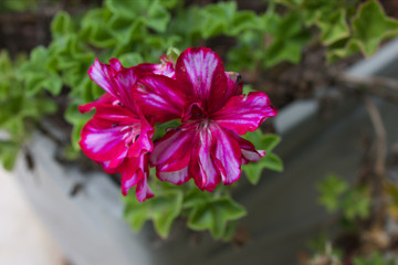Natural petal formations in a garden setting. Close-ups