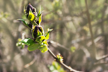 Lilac branch with small leaves and buds of flowers. Candid.